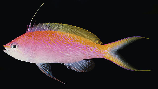 Pseudanthias bartlettorum