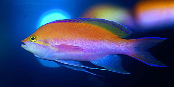 Pseudanthias bicolor