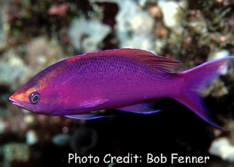 Pseudanthias pascalus