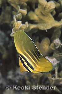 Zebrasoma veliferum
