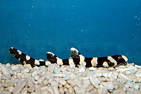 Chiloscyllium punctatum