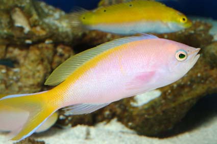 Nemanthias carberryi