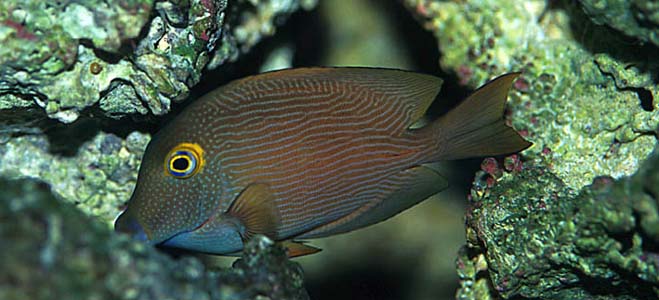 Ctenochaetus strigosus