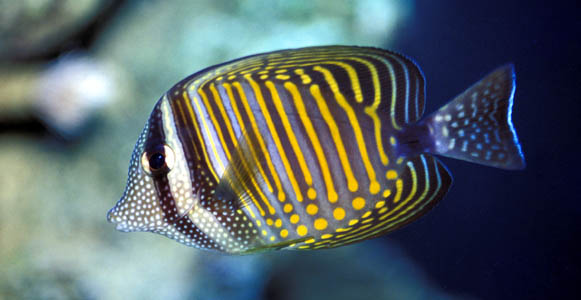 Zebrasoma desjardinii