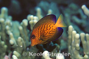 Ctenochaetus hawaiiensis