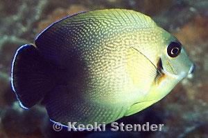 Acanthurus pyroferus