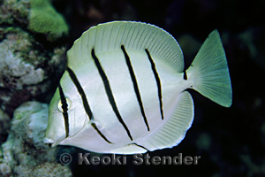 Acanthurus triostegus