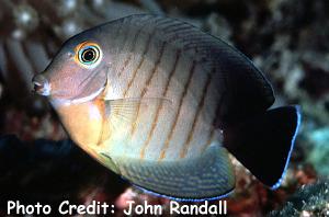 Acanthurus tristis