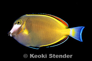 Acanthurus japonicus
