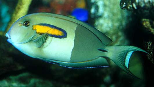 Acanthurus olivaceus