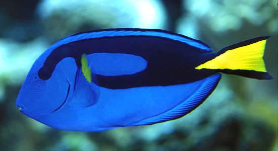 Paracanthurus hepatus