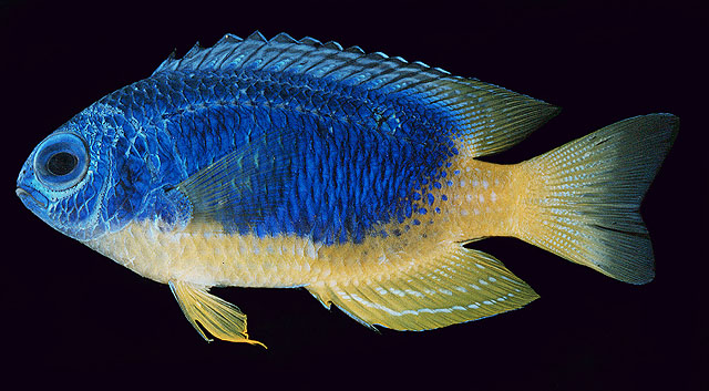 Pomacentrus caeruleus