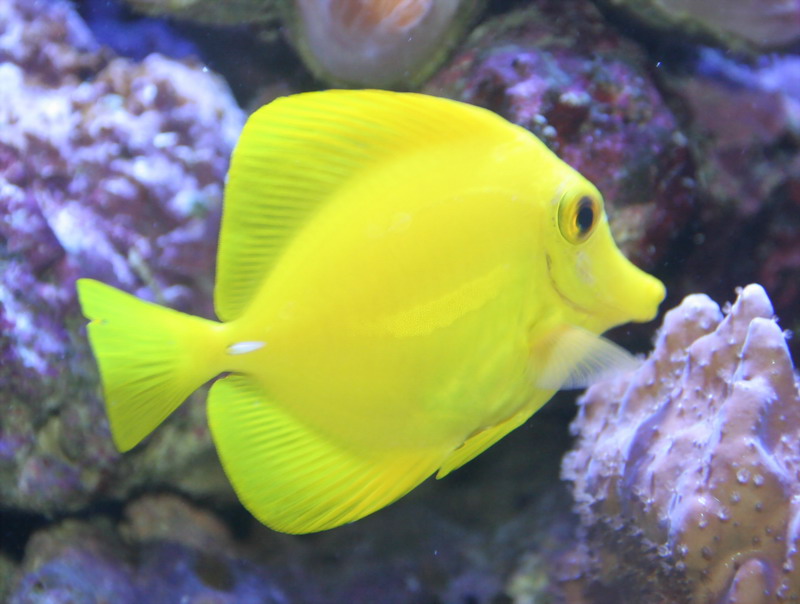 Zebrasoma flavescens