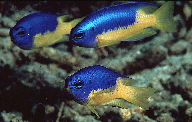 Pomacentrus auriventris