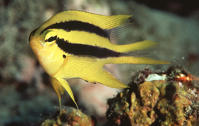 Neoglyphidodon nigroris