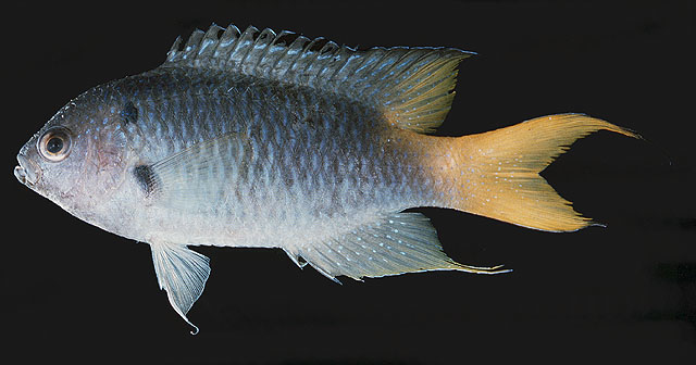 Neopomacentrus azysron