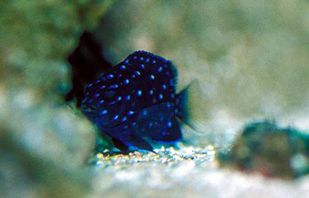 Microspathodon chrysurus