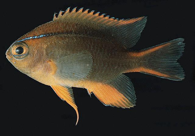 Neoglyphidodon crossi