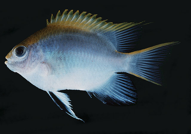 Neoglyphidodon melas