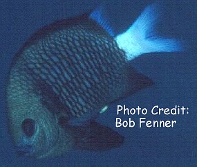 Dascyllus reticulatus