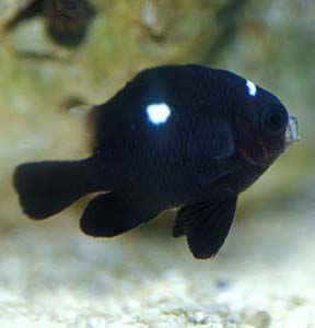 Dascyllus trimaculatus