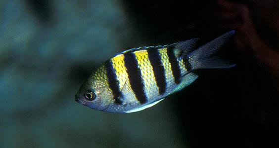 Abudefduf saxatilis