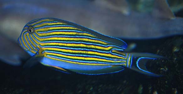 Acanthurus lineatus
