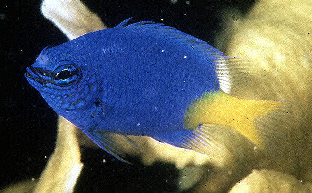 Chrysiptera parasema