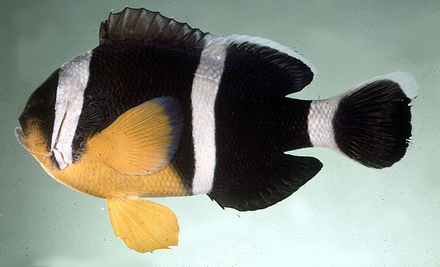 Amphiprion chrysogaster