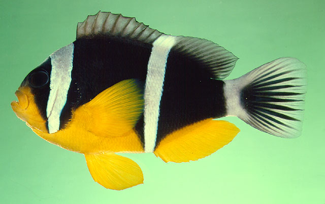 Amphiprion fuscocaudatus