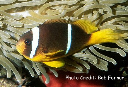 Amphiprion chrysopterus