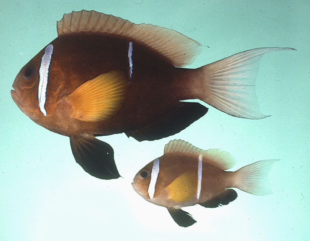 Amphiprion omanensis