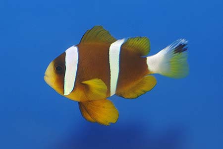 Amphiprion akindynos