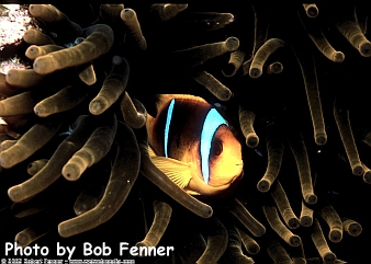 Amphiprion bicinctus