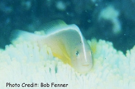 Amphiprion akallopisos