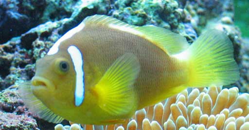 Amphiprion leucokranos