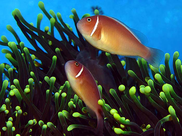 Amphiprion perideraion