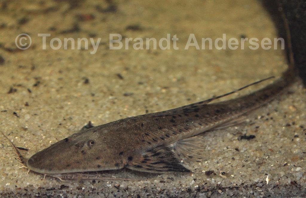 Planiloricaria cryptodon