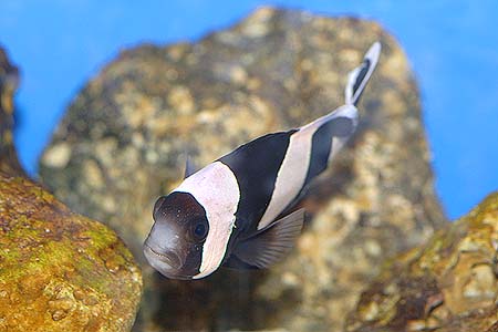 Amphiprion polymnus