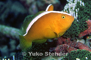 Amphiprion sandaracinos
