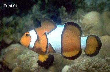 Amphiprion percula