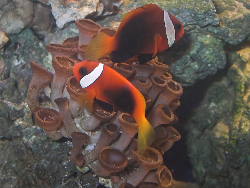 Amphiprion frenatus