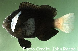 Amphiprion mccullochi