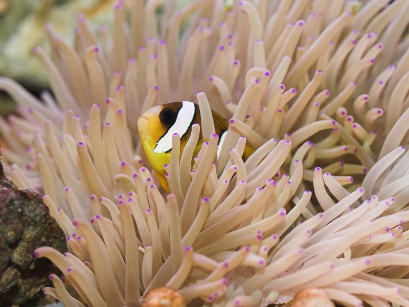 Amphiprion clarkii