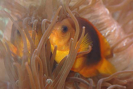 Amphiprion ephippium