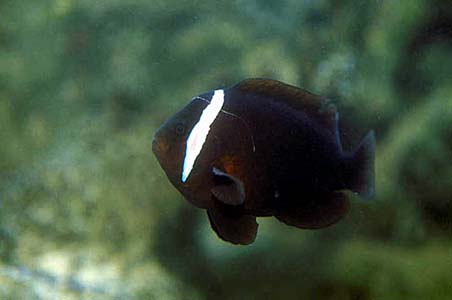 Amphiprion melanopus