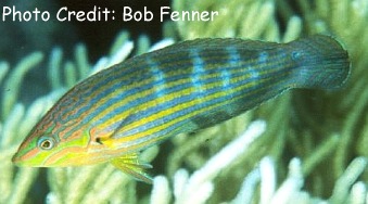 Halichoeres melanurus