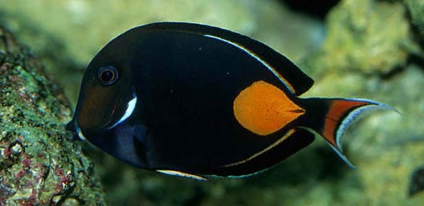 Acanthurus achilles
