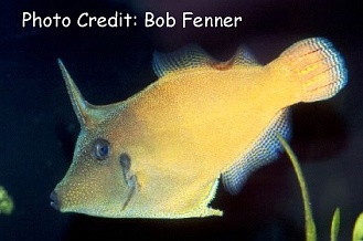 Pervagor melanocephalus