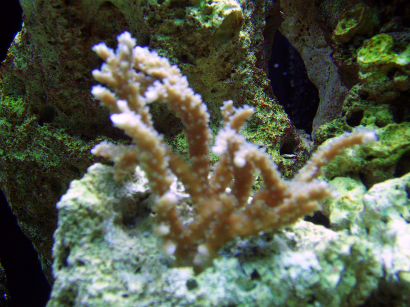 Anacropora